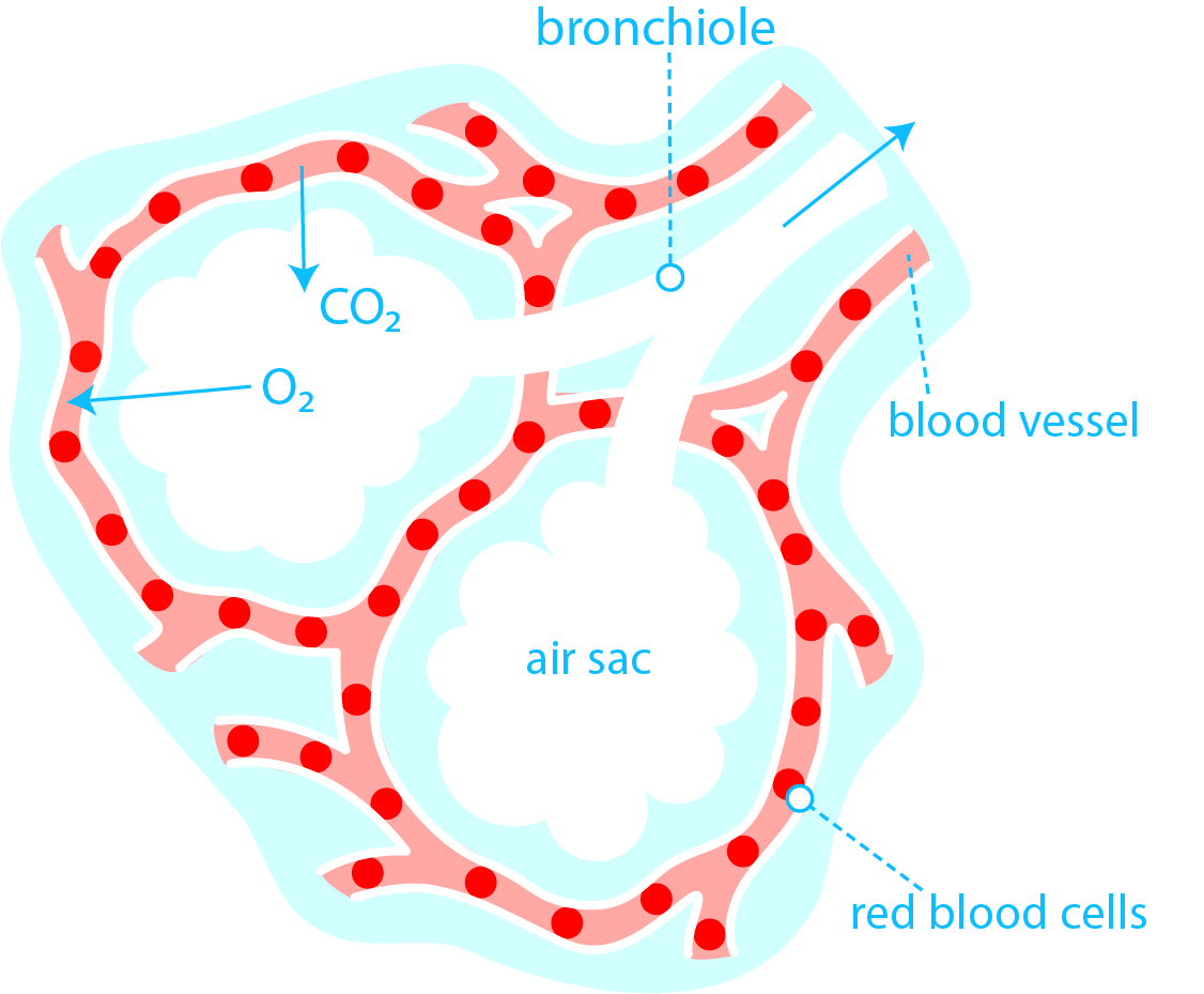 how-does-oxygen-get-into-the-bloodstream-asthma-lung-uk